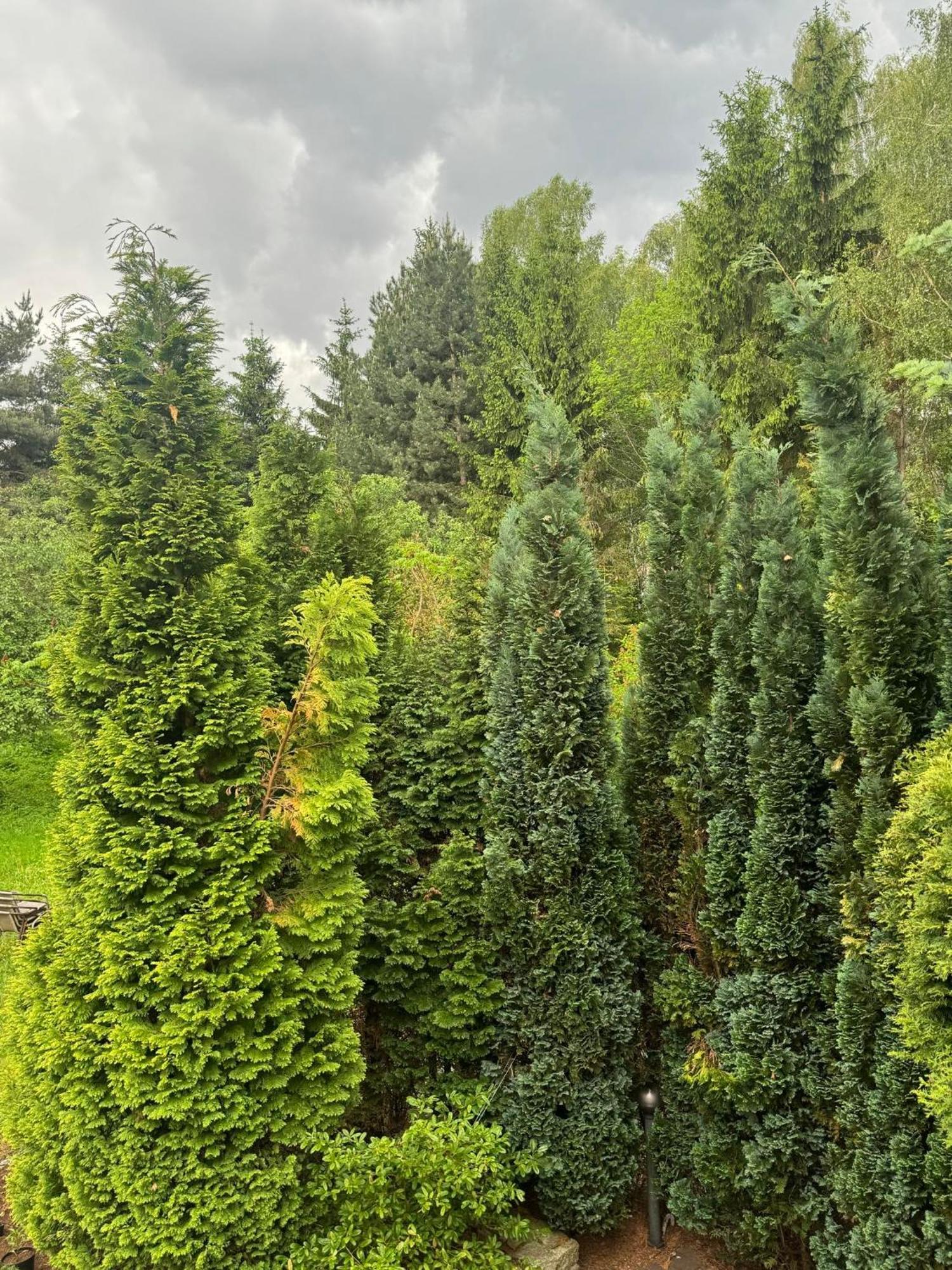 Zielony Zakatek Piechowice  Quarto foto